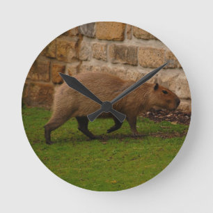 capybara round clock