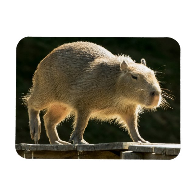 Capybara Small Magnet (Horizontal)