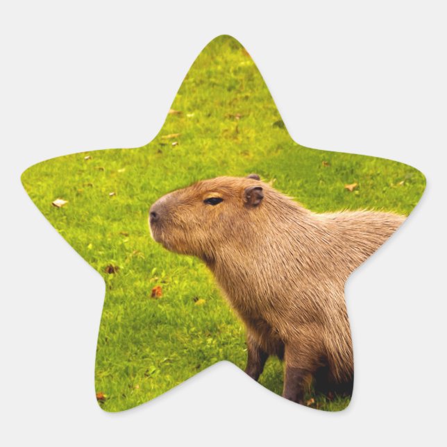 Capybara Star Sticker (Front)