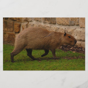capybara stationery
