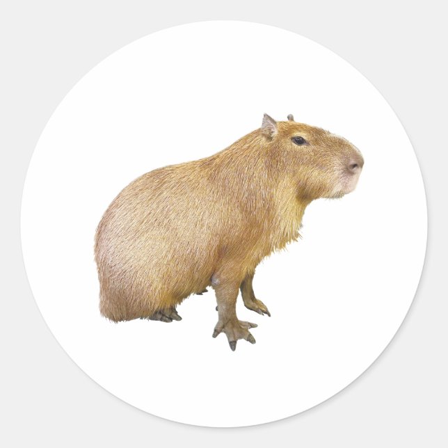capybara sticker (Front)