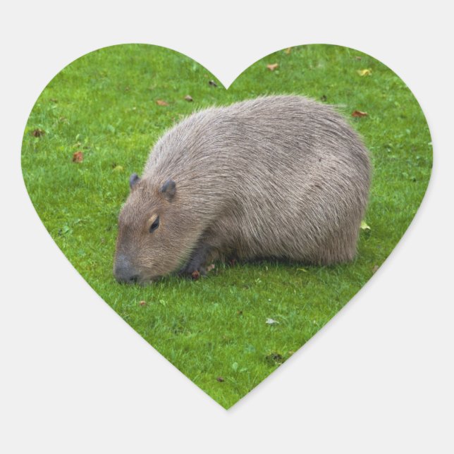 Capybara Sticker (Front)