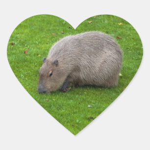 Capybara Sticker