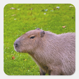 Capybara Sticker
