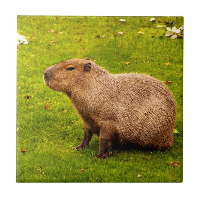 Capybara Tile (Front)