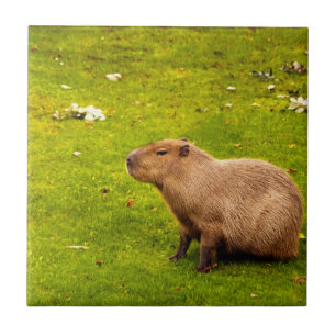 Capybara Tile