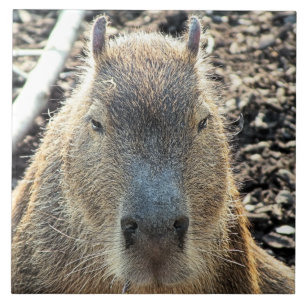 CAPYBARA TILE