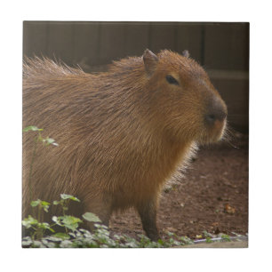 Capybara Tile