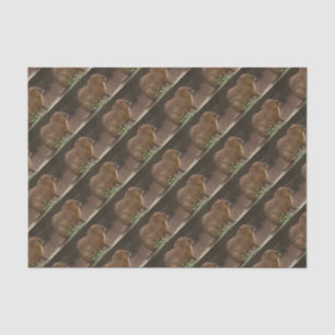 Capybara Tissue Paper
