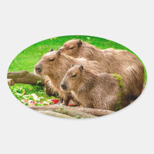 Capybara Trio Oval Sticker