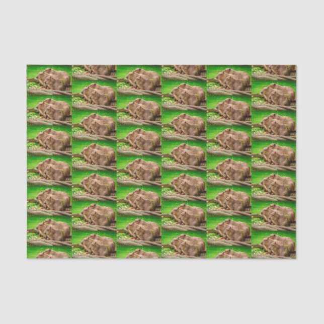 Capybara Trio Tissue Paper (Front)