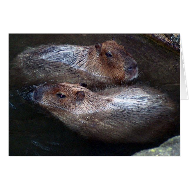 Capybaras in water (Front Horizontal)