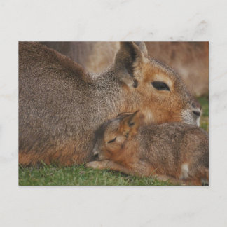 Capybaras Postcard