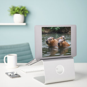 Capybaras' Swimming In The River,