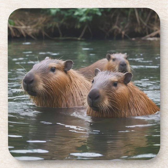 Capybaras' Swimming In The River,  Coaster (Front)