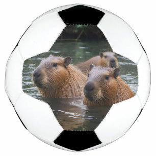 Capybaras' Swimming In The River, Football