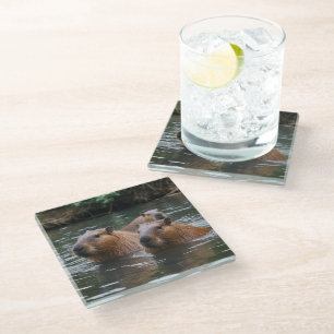 Capybaras' Swimming In The River, Glass Coaster