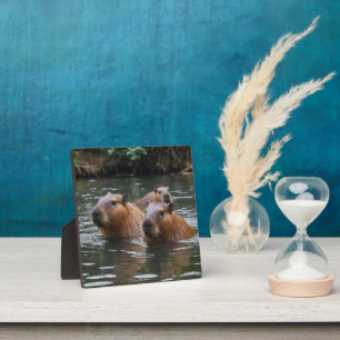 Capybaras' Swimming In The River, Plaque
