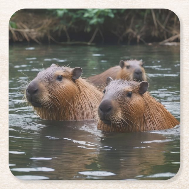 Capybaras' Swimming In The River,  Square Paper Coaster (Front)