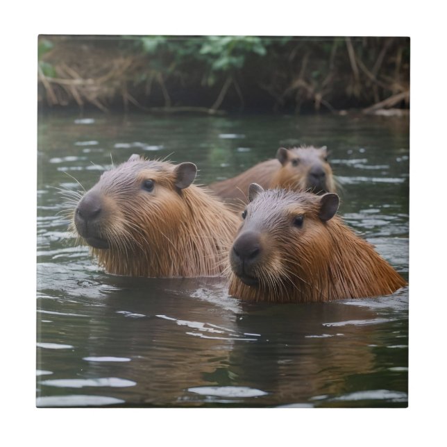 Capybaras' Swimming In The River,  Tile (Front)