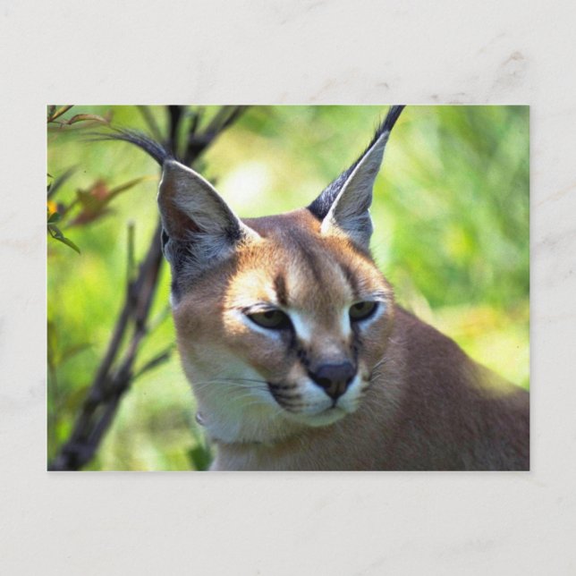 Caracal Head And Shoulders Postcard (Front)