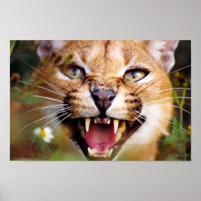 Caracal Hissing Poster (Front)