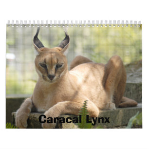 CaracalBCR058, Caracal Lynx Calendar