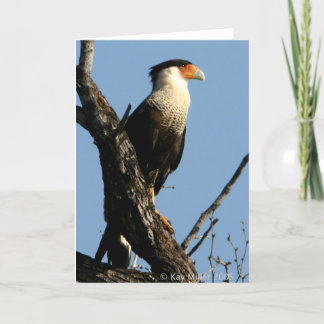 CARACARA-1-04 CARD