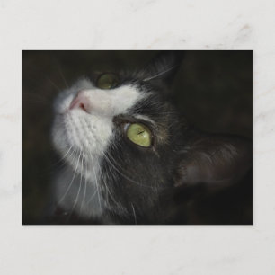 Caramel Postcard