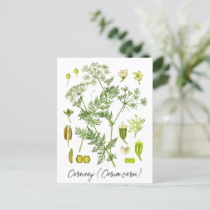 Caraway Spice Herb Vintage Botanical Illustration Postcard