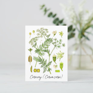 Caraway Spice Herb Vintage Botanical Illustration  Postcard