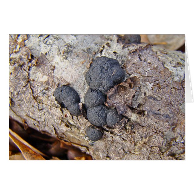 Carbon Balls (Daldinia concentrica) Mushrooms (Front Horizontal)