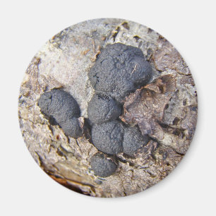 Carbon Balls (Daldinia concentrica) Mushrooms Magnet