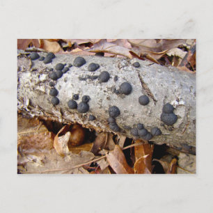 Carbon Balls (Daldinia concentrica) Mushrooms Postcard