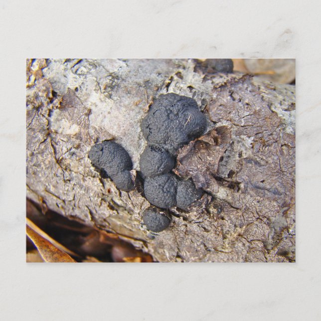 Carbon Balls (Daldinia concentrica) Mushrooms Postcard (Front)