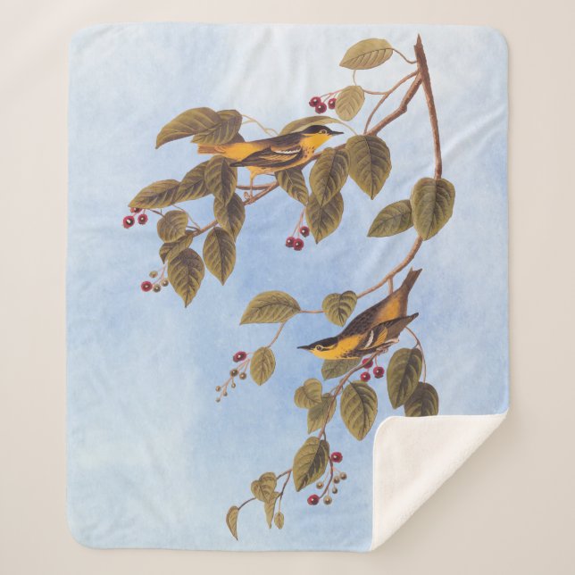 Carbonated Warbler Audubon Bird Sherpa Blanket (Front)