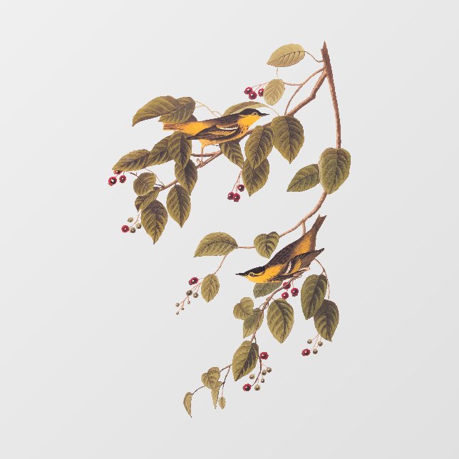 Carbonated Warbler Audubon Bird Window Cling (Sheet)