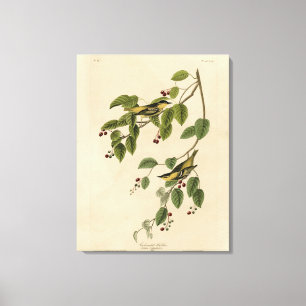 Carbonated Warbler from Audubon's Birds of America Canvas Print