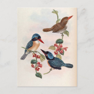 Carcineutes Melanops (Blue-Faced Kingfisher) Postcard