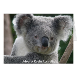 Card Adopt A Koala Australia