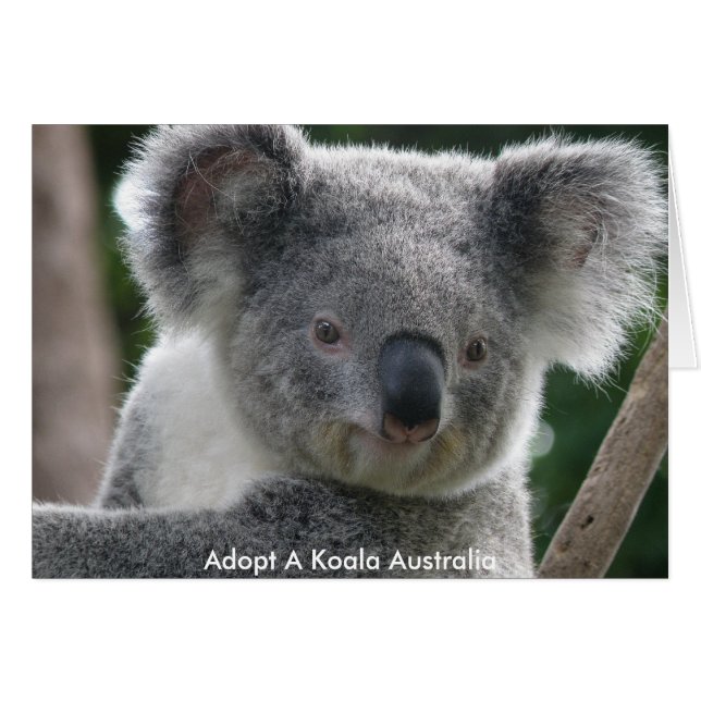 Card Adopt A Koala Australia (Front Horizontal)