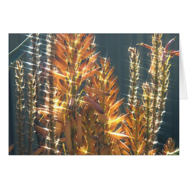 Card Aloe the firecracker (Front Horizontal)