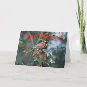 Card / American Robin / Christmas