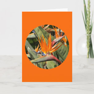 Card, "Bird of Paradise Blossoms in Circle" Card