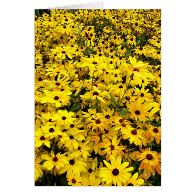 card - Black-eyed Susans (Front)