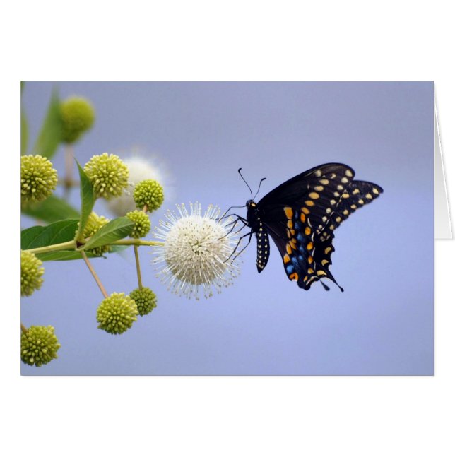 Card - Black Swallowtail 181 (Front Horizontal)