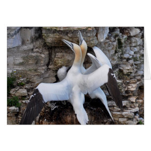 Card: Courting Gannets