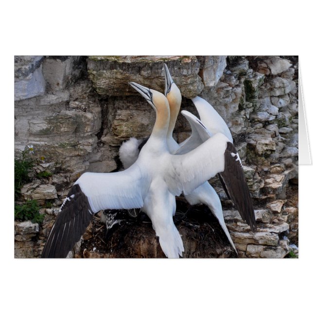Card: Courting Gannets (Front Horizontal)