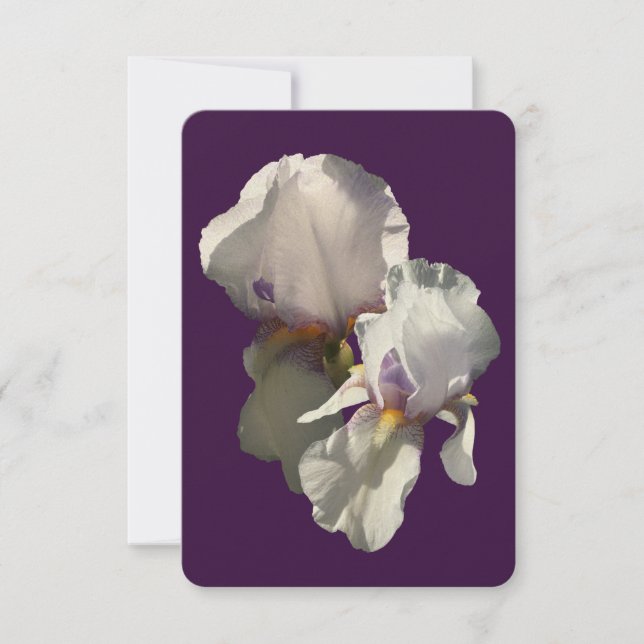 Card detailed photograph of a white irises (Front)