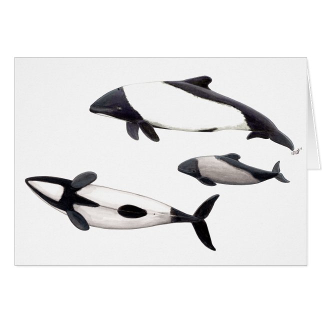 Card Dolphin of ovejera Commerson or tonina (Front Horizontal)